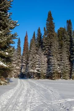 A walk through the winter forest. Beautiful winter landscape. Stock Photos