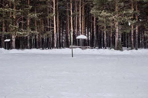A walk through the winter forest. Beautiful winter landscape. Stock Photos