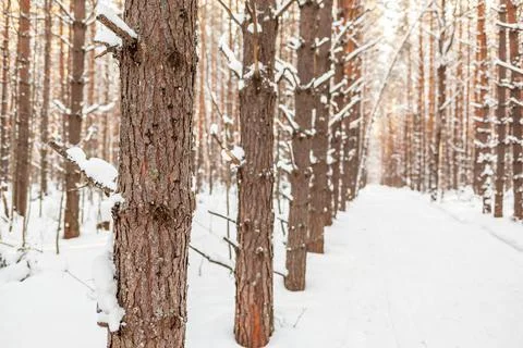 A walk through the winter forest. Beautiful winter landscape. Stock Photos
