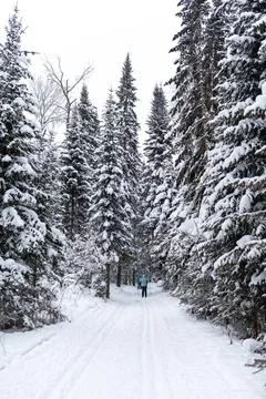 A walk through the winter forest. Beautiful winter landscape. Stock Photos