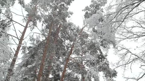 A walk through the winter forest by car. White snow lies on the ground and trees 動画素材 300116538