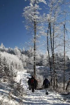 Walk Through the Winter Forest 库存照片