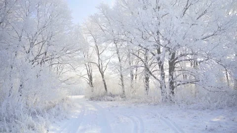 Walk through the winter forest with snow-covered trees on a beautiful frosty Stock Footage 144764798