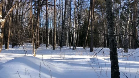 Walk through the winter forest. The sun breaks through the trees. Stock Footage 142086172