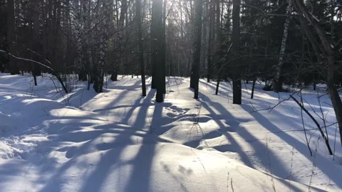 Walk through the winter forest. The sun breaks through the trees. Stock Footage 142086198