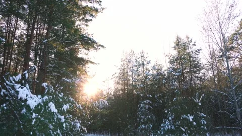 A walk through the winter forest on a sunny day Stock Footage 294020335