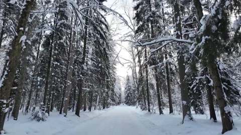 A walk through the winter park. Slowmotion Stockbeeldmateriaal 332159415