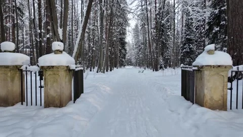 A walk through the winter park. Slowmotion Vídeos de archivo 332159453