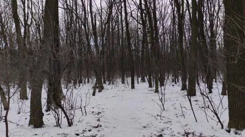 Walk through the winter snowy forest 4k video footage background Stock Footage 272442443