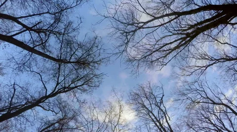 Walk Through The Woods 29 Stock Footage 56945728