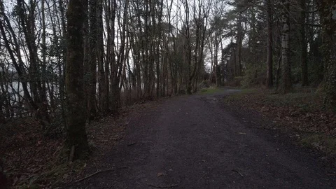 Walk through woods 60 FPS 4K D-CINELIKE Stock Footage 122574573