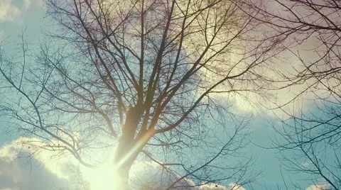 Walk Through The Woods. Stock Footage 57462619