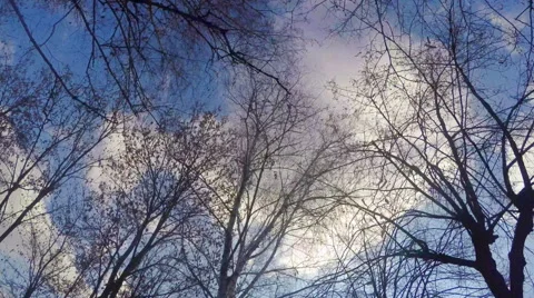 Walk Through The Woods. Stock Footage 57463328