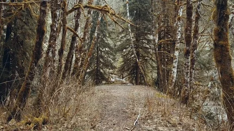 Walk Through the Woods 動画素材 88980226