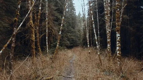 Walk Through the Woods 動画素材 88980243