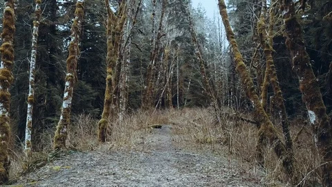 Walk Through the Woods 動画素材 88980249