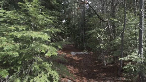 Walk through the woods Stock Footage 161374254