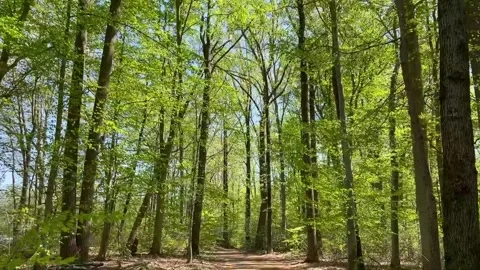 Walk through the woods Stock Footage 242562939
