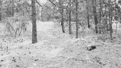 A Walk Through the Woods Stock Footage 268276292