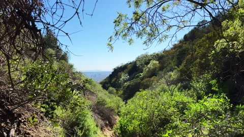 A walk through the woods A general view of Los Angeles from the Holliwood Stock Footage 170817173