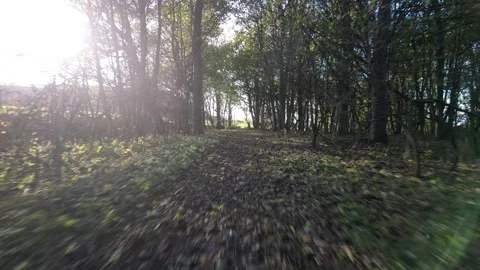 Walk through woods Light flickering Stock Footage 258678741