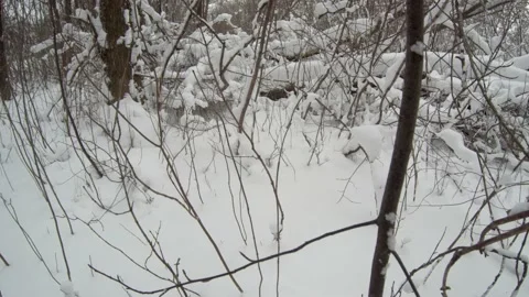 Walk through the woods in snowdrifts Stock Footage 167488928