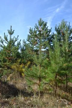 Walk through a young pine forest, pick mushrooms, fall Stock Photos