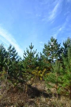 Walk through a young pine forest, pick mushrooms, fall Stock Photos