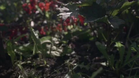 Walk throw garden full of fresh natural red currant berries Video stock 43513819