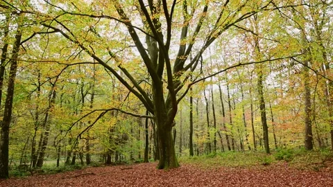 Walk towards an autumn beech tree Video stock 201533406