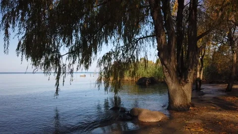 Walk Towards Willow Tree And Branches On Sun Lite Morning  Lake Shoreline Stock Footage 162332601