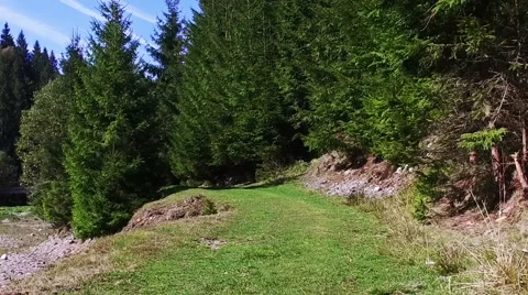 Walk Trail Leading Somewhere Through Forest Natural Background Stock Footage 68844227