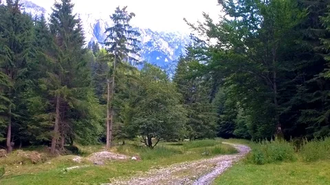 Walk Trail Leading Somewhere Through Forest Natural Background Stock Footage 103410773