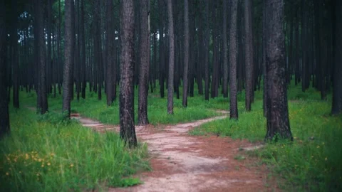 Walk Trail in Texas park at sunset Stock Footage 201313992
