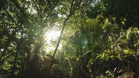 Walk a tranquil forest path, brightened by warm sunlight and surrounded by Stock Footage 303870052