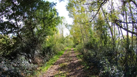 Walk on a Tree-lined Trail. Video stock 149312007
