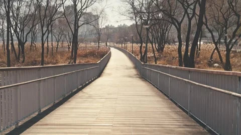 A walk with trees on both sides Video stock 262634258
