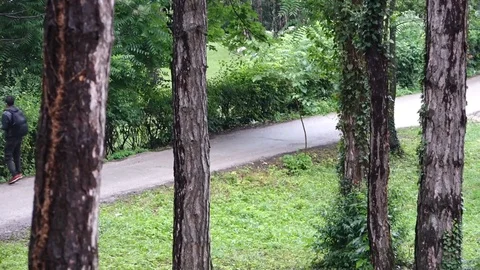 Walk by the trees, refugees Video stock 91105702