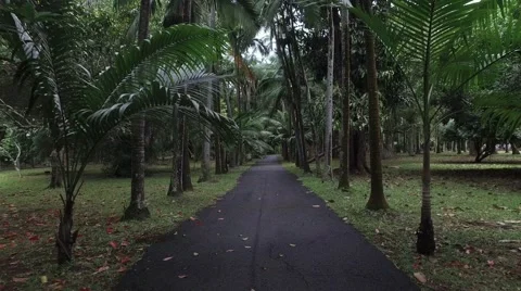 Walk In A Tropical Park Stock Footage 68689417