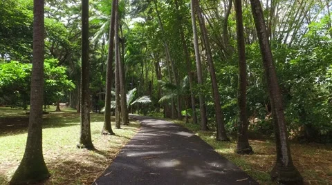 Walk In A Tropical Park Stock Footage 68689993