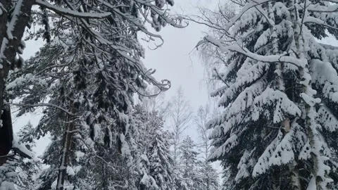 Walk Trough Snowy Pine Forest Stock Footage 238444829