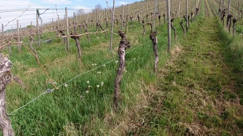 Walk trough a vineyard in spring Stock Footage 129512913