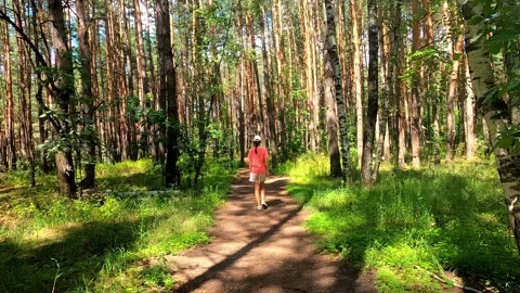 Walk with two dogs through a beautiful forest. Stock Footage 246304257