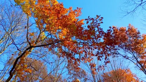 Walk Under Autumn Tree Stock Footage 342465800