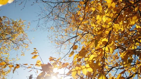 Walk Under Birch Tree Against Sun Reflecting Rays Through Leafs And Branches Stock Footage 162339508