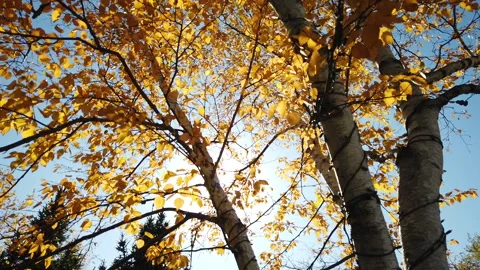 Walk Under Birch Tree And Sun Reflecting Through The Green Leafs And Branches Stock Footage 162339181