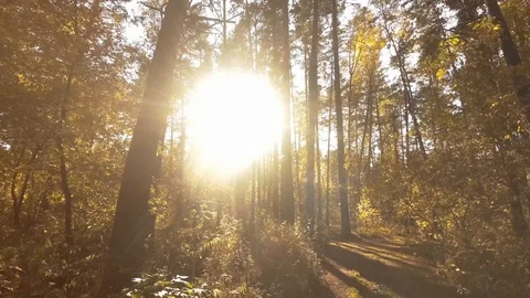 Walk under the canopy of trees Video stock 97535151