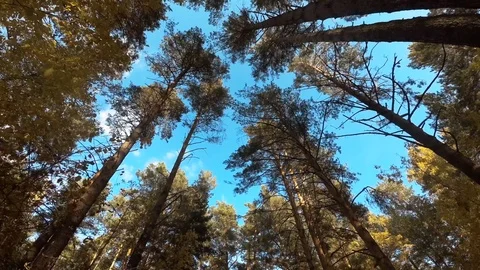Walk under the canopy of trees Stock Footage 97535172