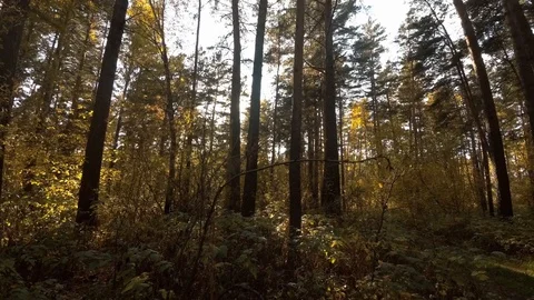 Walk under the canopy of trees Stock Footage 97535197