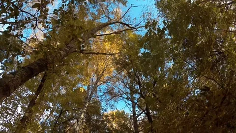 Walk under the canopy of trees Stock Footage 97535361